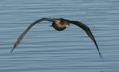 Cormorant