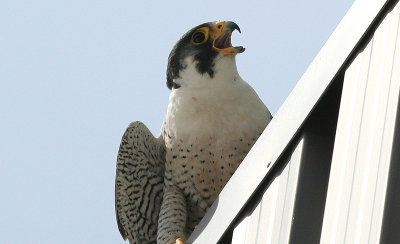 Zeus (male) 2008 Brandon