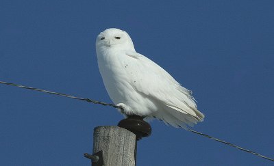 Snowy Owl...male
