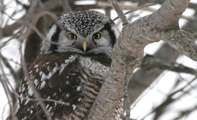 Northern Hawk Owl Banding 2009