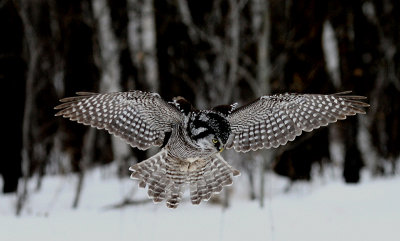 Hawk Owl on the Hunt
