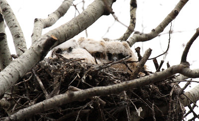 3 Great Horned Owlets