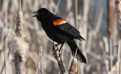 Red-winged Blackbird (male)