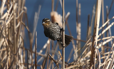 Red-winged Blackbird (female)