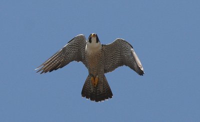 IMG_0093-1.jpg