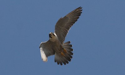 IMG_0119-1.jpg
