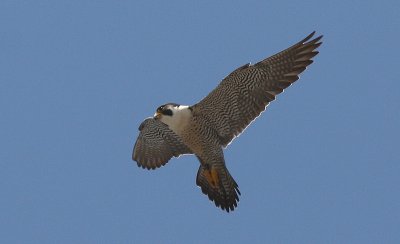 IMG_0137-1.jpg