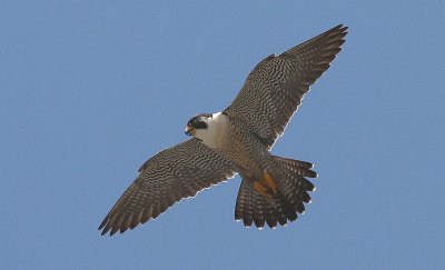 IMG_0140-1.jpg