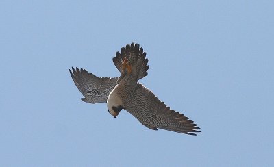 IMG_0282-1.jpg