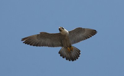 IMG_0430-1.jpg