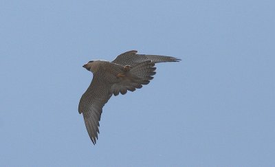 IMG_0477-1.jpg