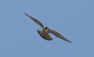 IMG_0518-1.jpg