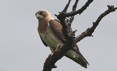 Swainson Hawk