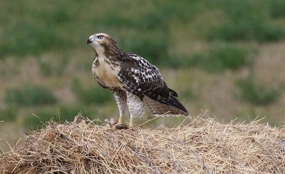 Red-tailed Hawk (juvenile)