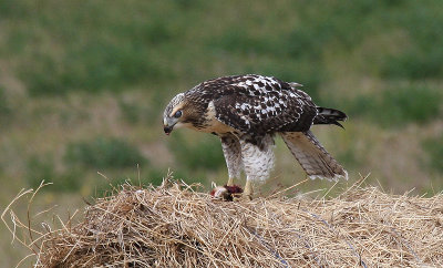 Red-tailed Hawk (juvenile)