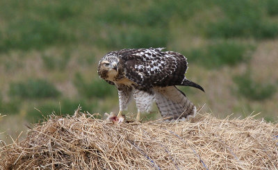 Red-tailed Hawk (juvenile)