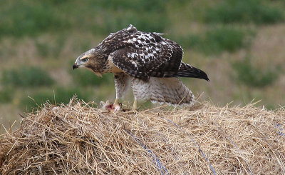 Red-tailed Hawk (juvenile)