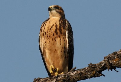 Swainson Hawk...fledglings