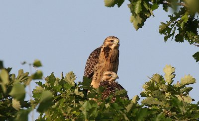 Swainson Hawk...fledglings