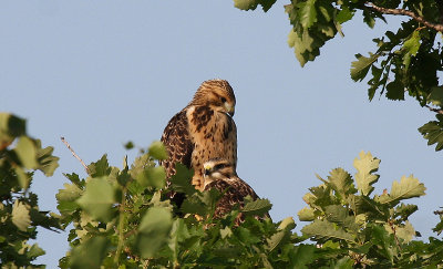 Swainson Hawk...fledglings