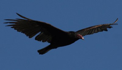 IMG_0017-1.jpg turkey vulture