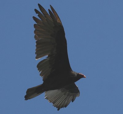 IMG_0026-1.jpg turkey vulture