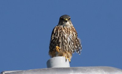 IMG_0304-1...Merlin (male)