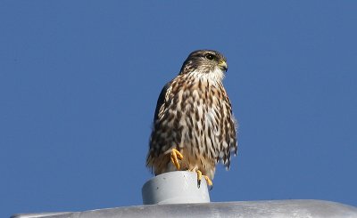 IMG_0302-1...Merlin (male)