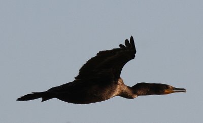 IMG_0069-1...Cormorant