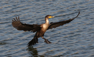 IMG_0055-1... Cormorant