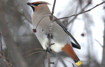 ...Bohemian Waxwing...