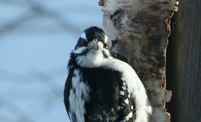 Hairy Woodpecker-female