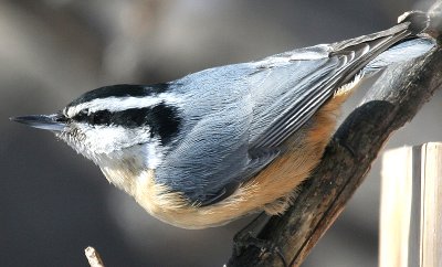 ...red-breasted nuthatch...