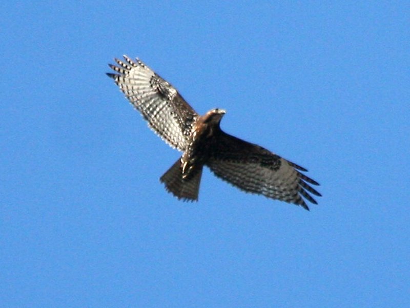 Harlans Red-tailed Hawk  119