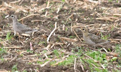 American 136 & Pacific 137 Golden-Plover