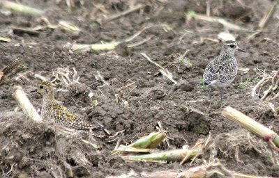Pacific 137 & American 136 Golden-Plover
