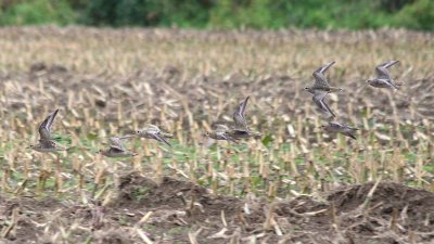 Pacific 137 & American 136 Golden-Plovers