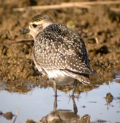 American Golden-Plover 136