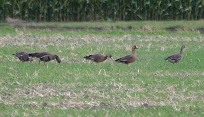 Greater White-fronted Goose 002