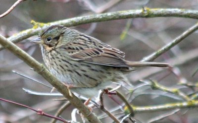 Lincoln's Sparrow  420