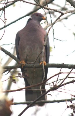  Band-tailed Pigeon  236