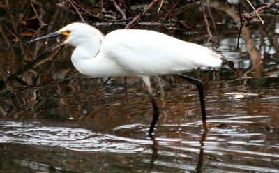 Snowy Egret 100