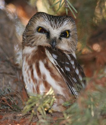 Northern Saw-whet Owl  256
