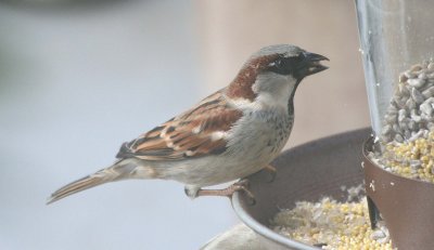 House Sparrow  466