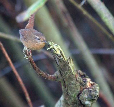 Pacific Wren 341