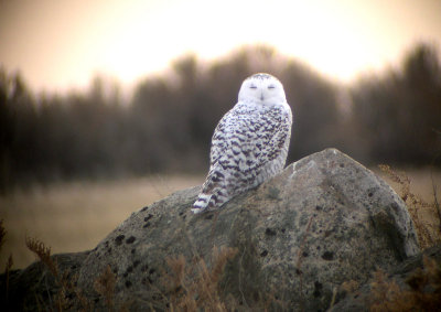 Snowy Owl  246