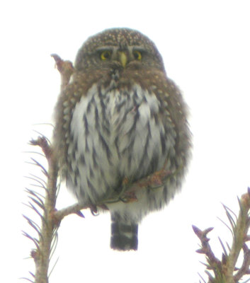 Noterhern Pygmy-Owl  248