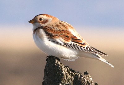 Snow Bunting  430