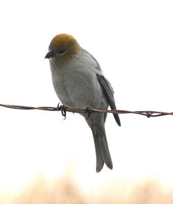 Pine Grosbeak  454