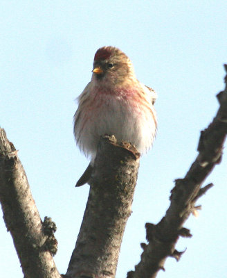 Common Redpoll  460